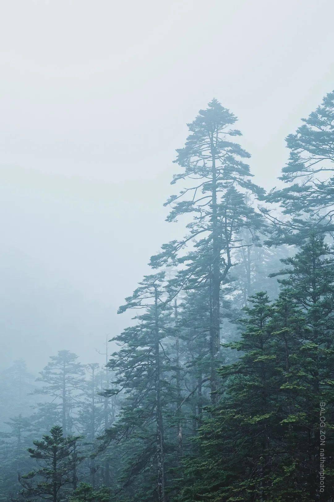 妖刀下放狼队二队,撞车AG五排遭到碾压,妖刀很难首发了